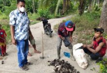 Ilustrasi penangkapan tikus oleh warga