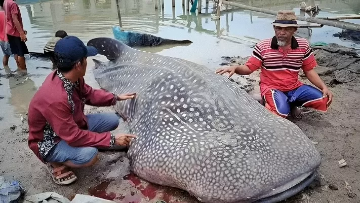 HIU TUTUL: Warga Muara Gembong beramai-ramai mengevakuasi bangkai hiu tutul raksasa yang terdampar.