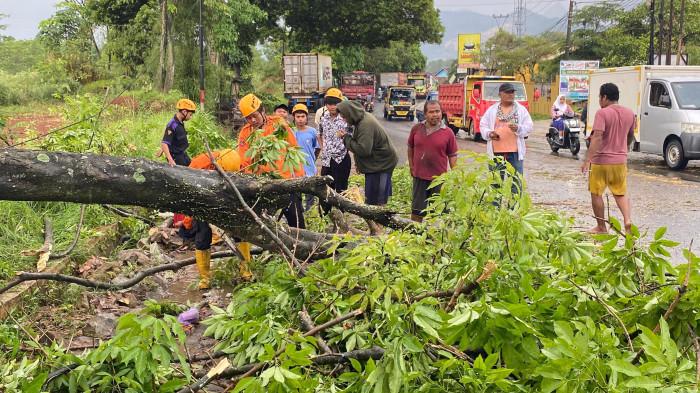 POHON TUMBANG: Petugas BPBD Kabupaten Purwakarta dibantu warga sedang mengevakuasi pohon tumbang.