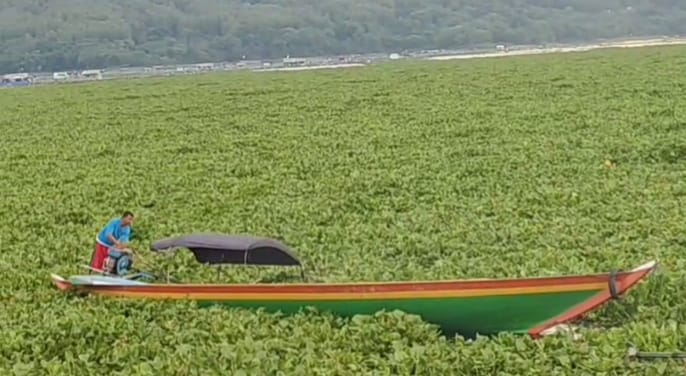 ECENG GONDOK: Nelayan terjebak eceng gondok di perairan Waduk Jatiluhur. Eceng gondok itu mengganggu aktivitas nelayan dan ojek perhau.