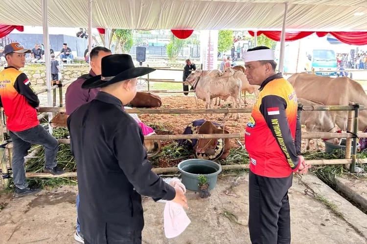 PERIKSA SAPI: Kepala Dinas Perikanan dan Peternakan Kabupaten Purwakarta, Helmi Setiawa saat memeriksa sapi di Kecamatan Kiarapedes.