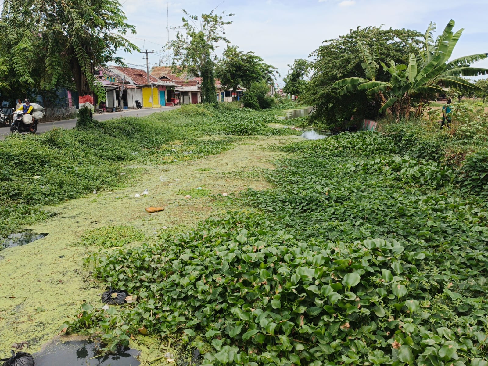 ‎SALURAN IRIGASI: Sejumlah sawah di Tambaksari terancam kekeringan akibat saluran irigasi di wilayah Tirtajaya tampak dangkal dan dipenuhi sampah.