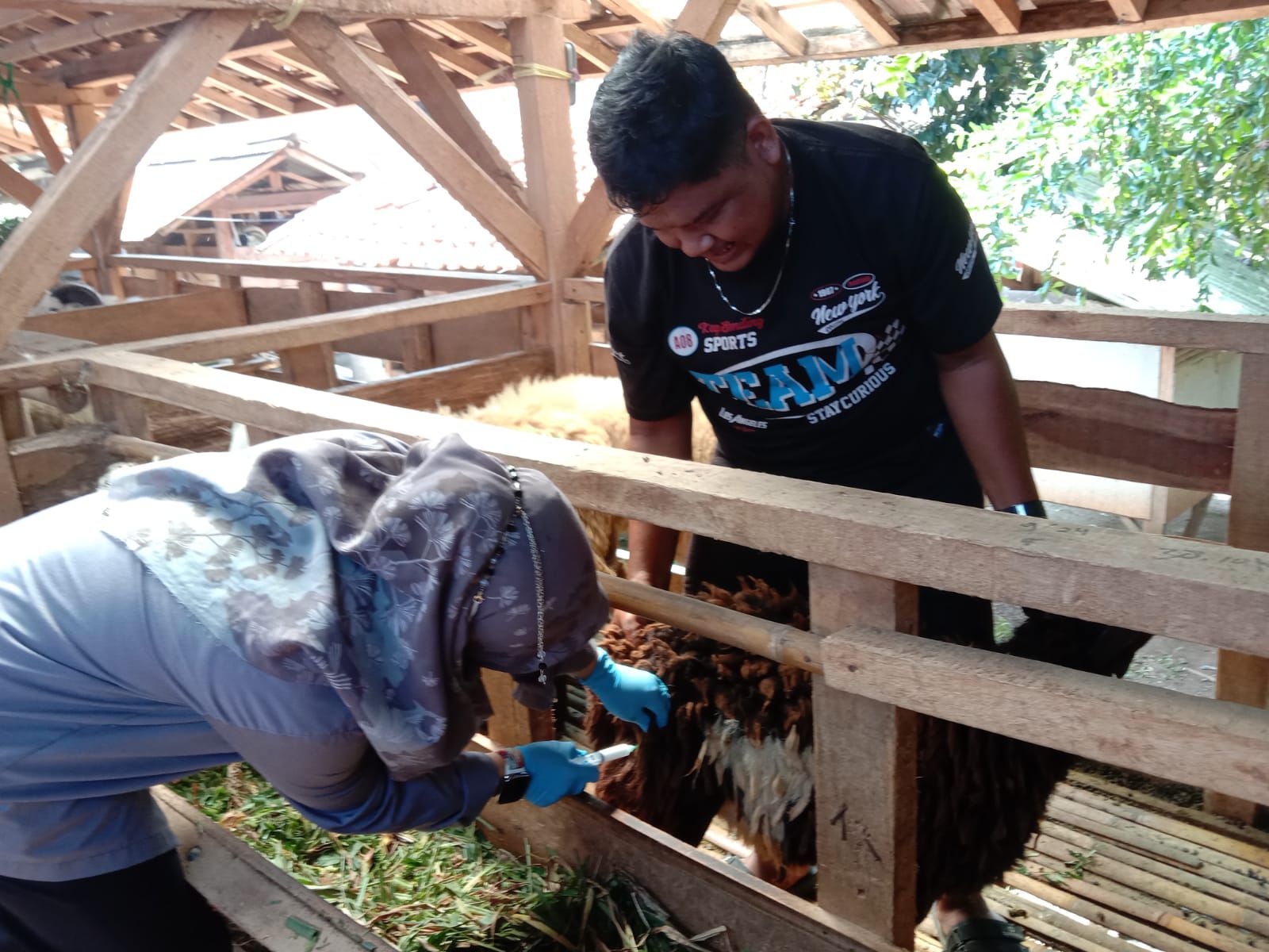 Pemerintah Kabupaten VAKSINASI: Purwakarta melakukan vaksinasi terhadap hewan kurban.