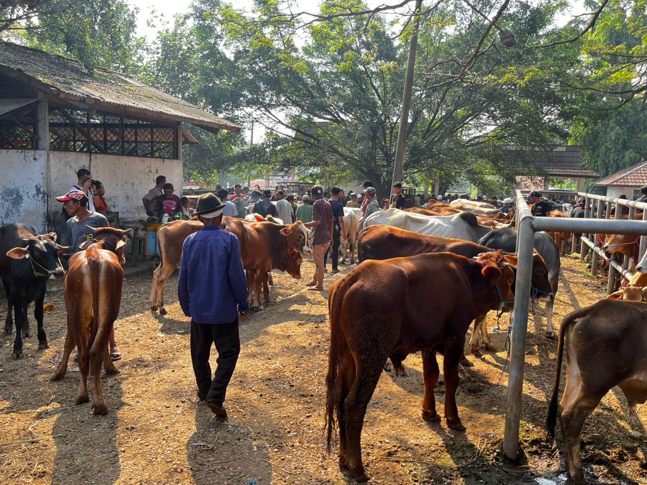 PASAR HEWAN: Pasar hewan Ciwaren Purwakarta tampak ramai menjelang hari raya Iduladha.