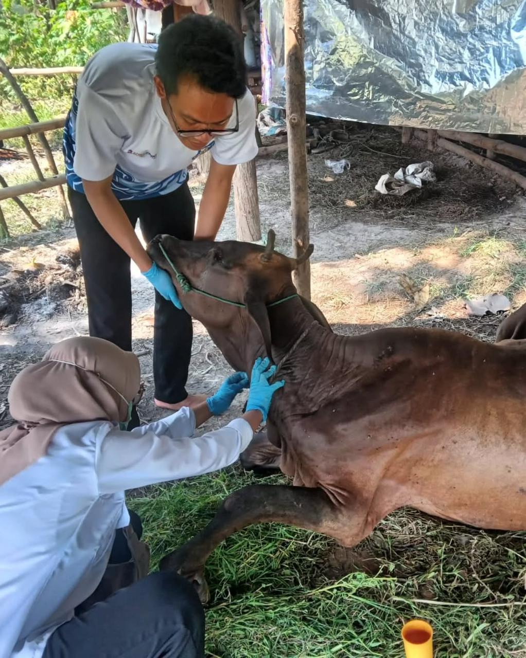 VAKSINASI: Vaksinasi hewan kurban untuk mencegah penyakit PMK.